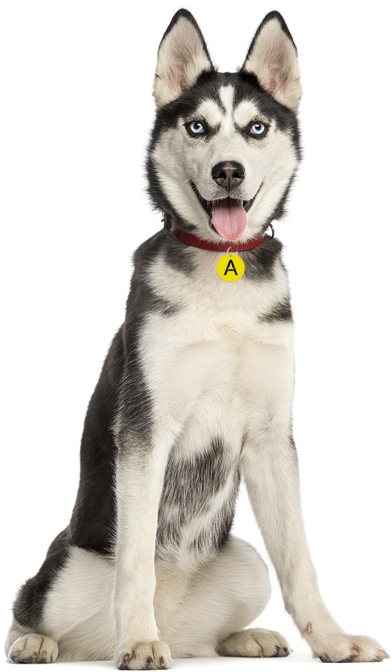 A Dog With A Yellow Tag