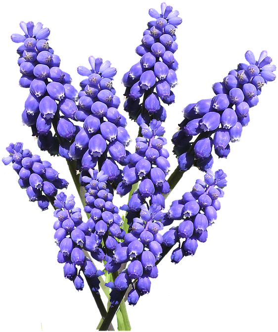 A Bunch Of Purple Flowers