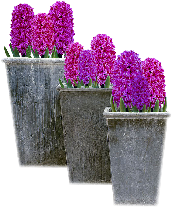 A Group Of Purple Flowers In A Pot