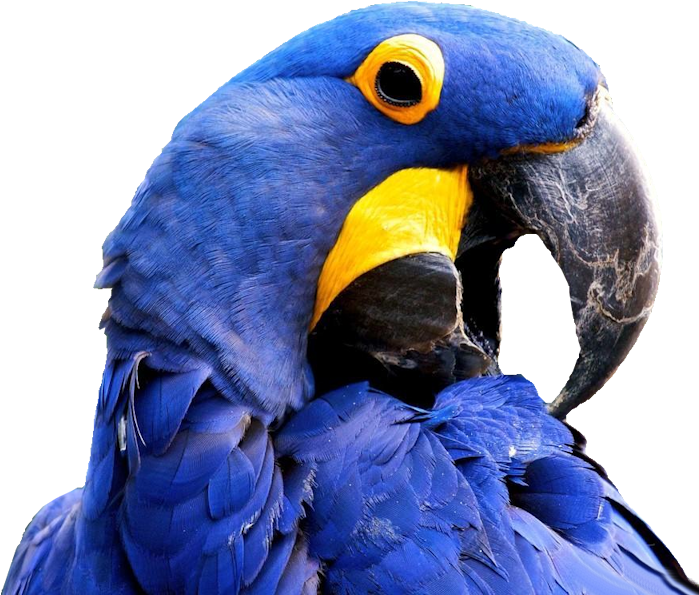A Blue Parrot With A Yellow Beak