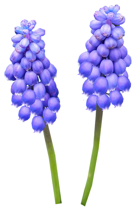Hyacinth Png 462 X 720