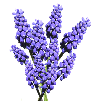 A Bunch Of Purple Flowers