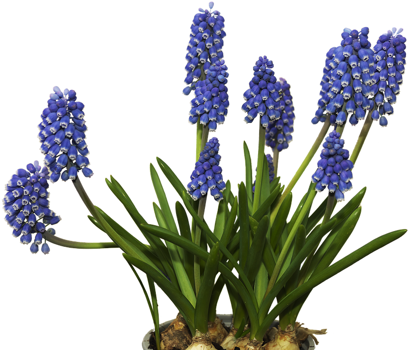 A Plant With Blue Flowers