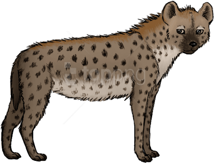 A Drawing Of A Hyena