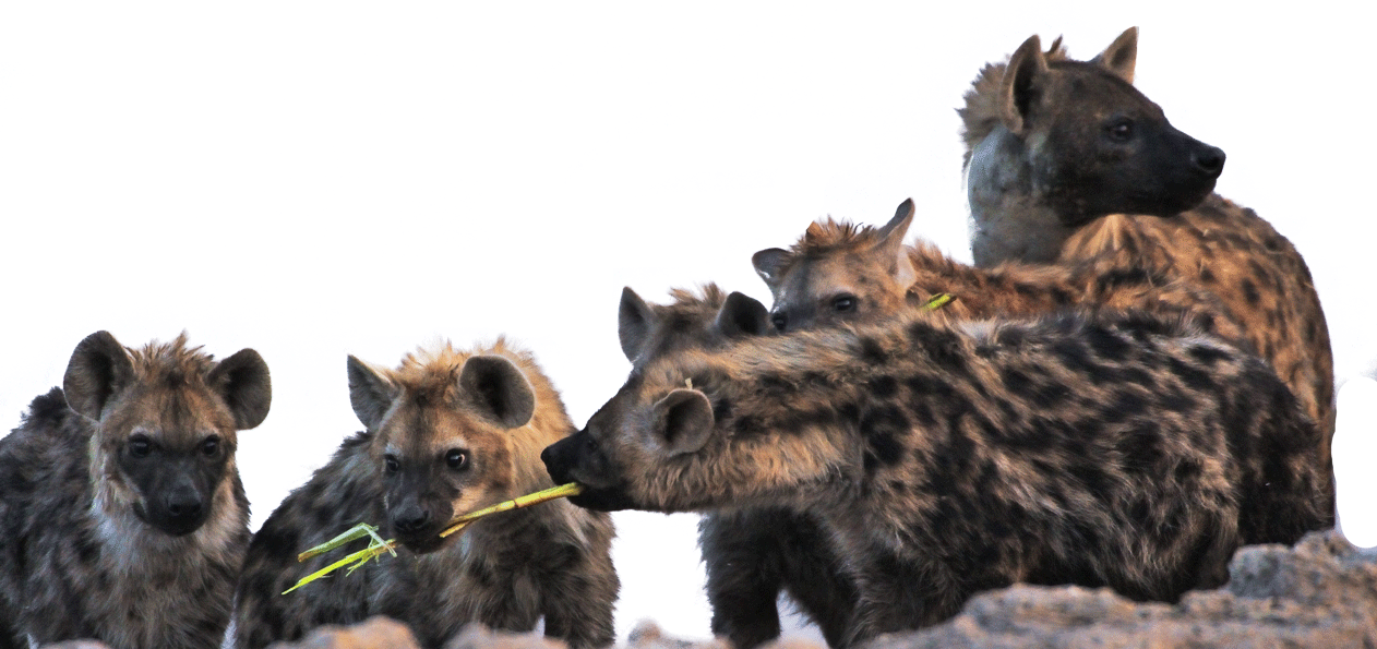 A Group Of Hyenas Eating Grass