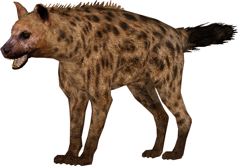 A Brown Spotted Hyena With Black Background