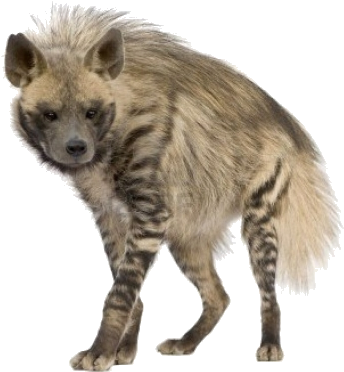 A Hyena With Black Stripes