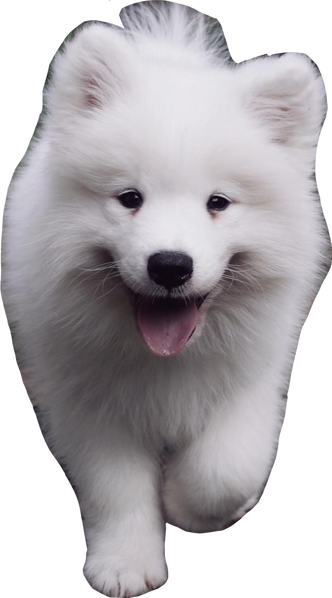 A White Dog With Its Tongue Out