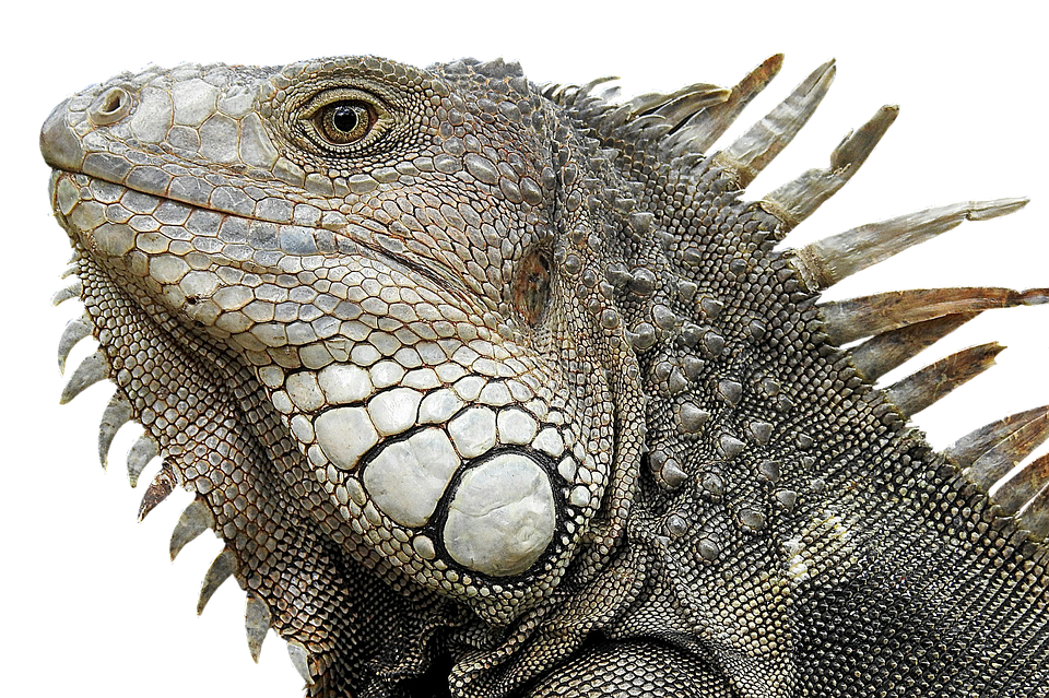A Close Up Of A Lizard
