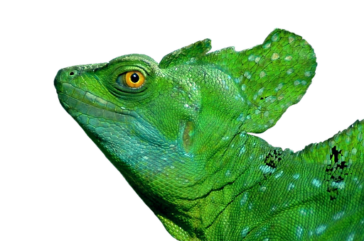 A Green Lizard With Yellow Eyes