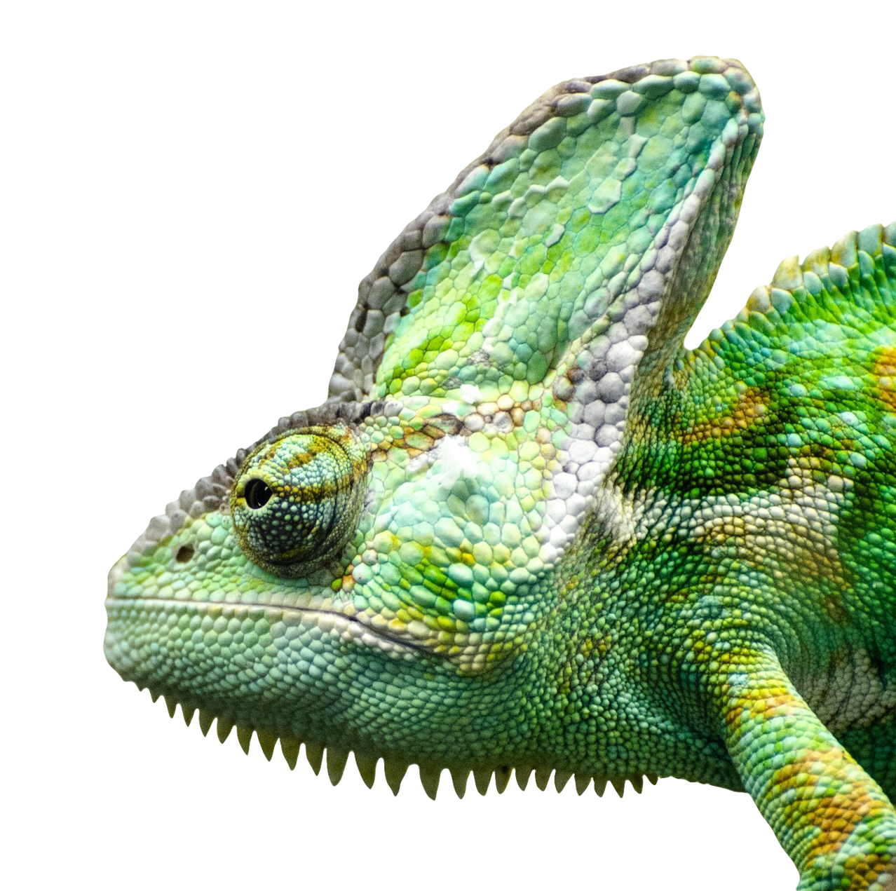 Iguana Png 1278 X 1271