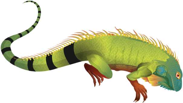 A Green Iguana With Yellow Stripes