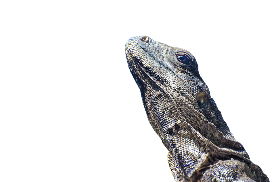 A Lizard Looking Up At The Sky