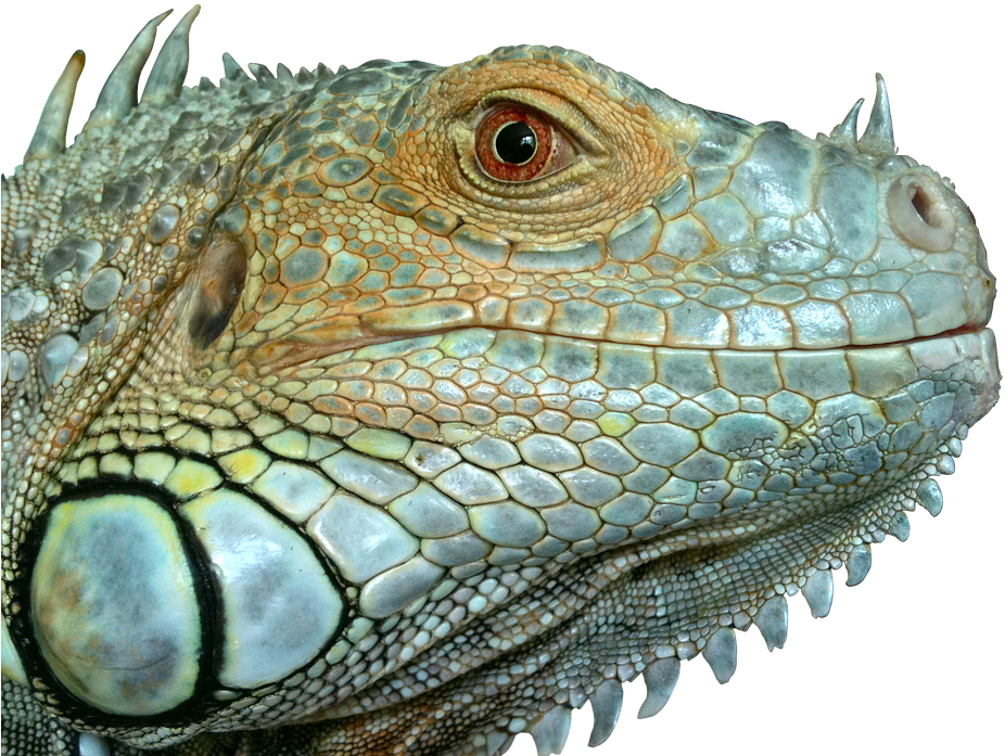 A Close Up Of A Lizard's Face