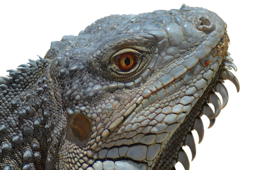 A Close Up Of A Lizard's Face