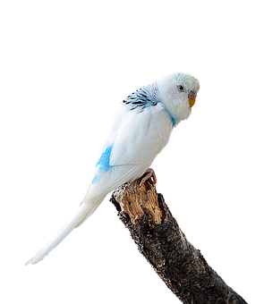 A White Bird On A Branch