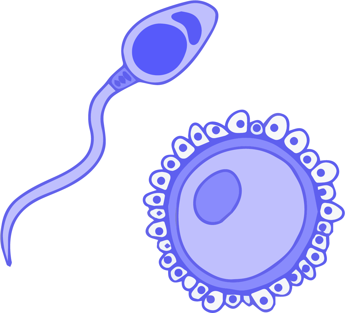 A Blue And White Sperm And Egg