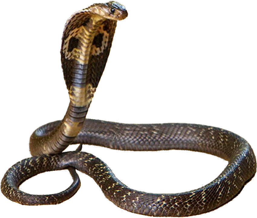A Snake With A Black Background