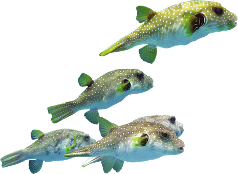 A Group Of Fish Swimming In Water