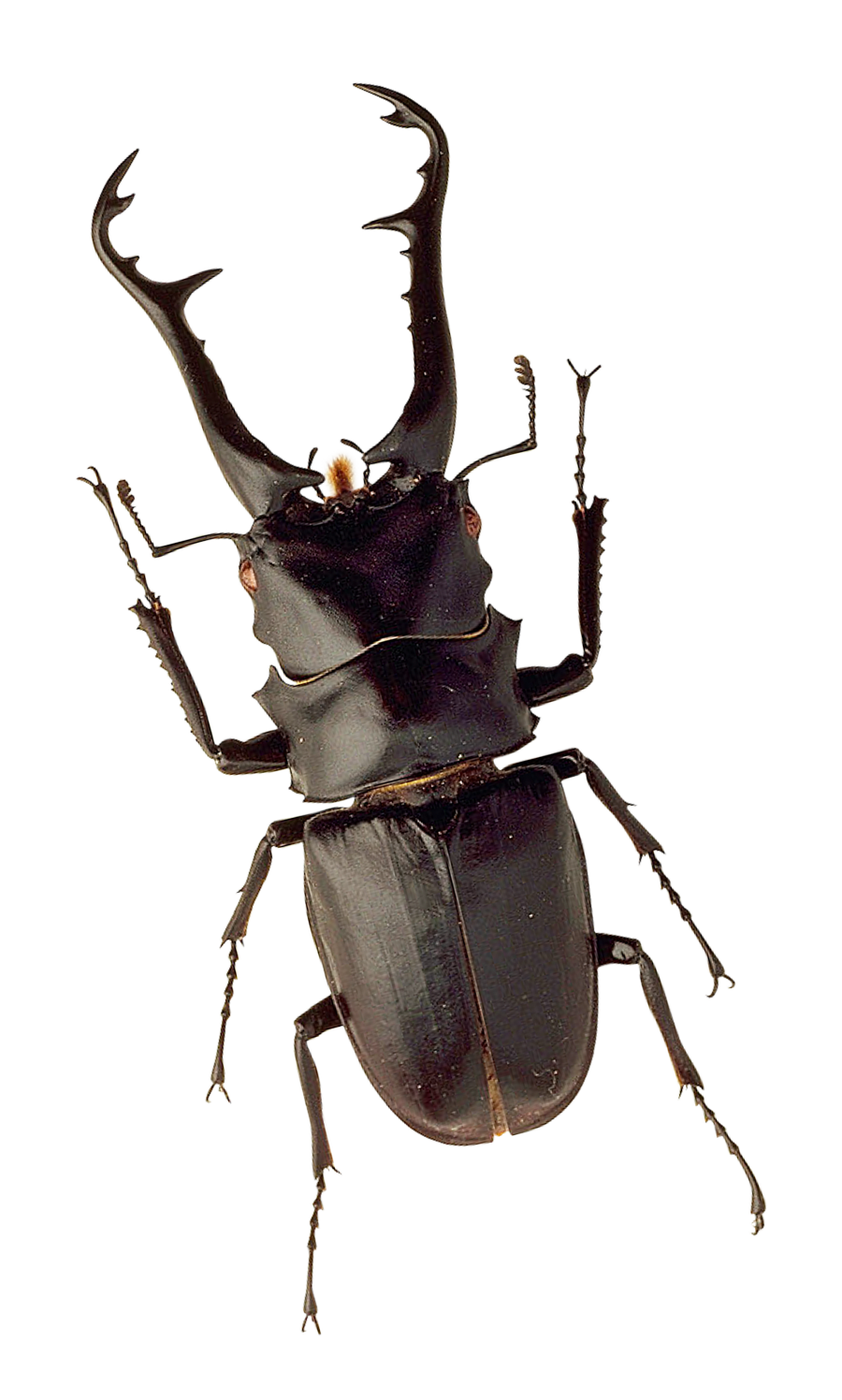 Insect Png 900 X 1496