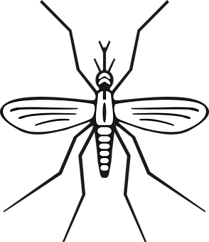 A White Insect With Wings