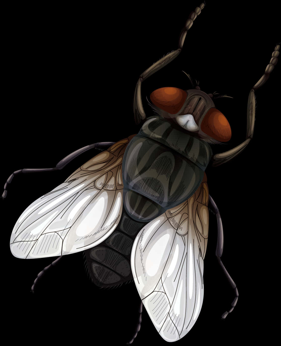 Insect Fly Vecteur Euclidean Vector - Vector Fly Png, Transparent Png
