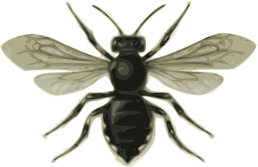A Black And White Bee