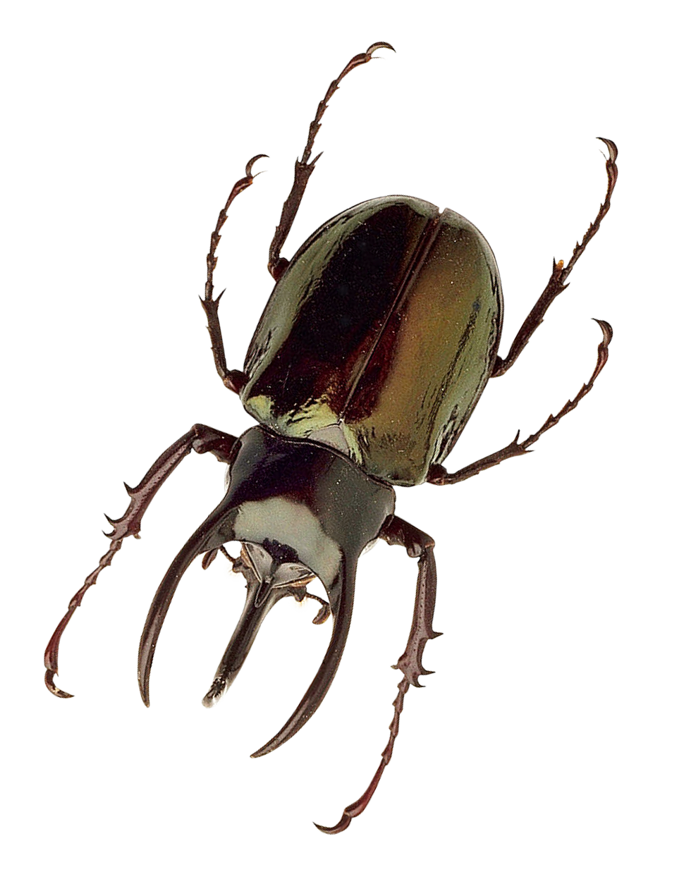 Insect Png 970 X 1247