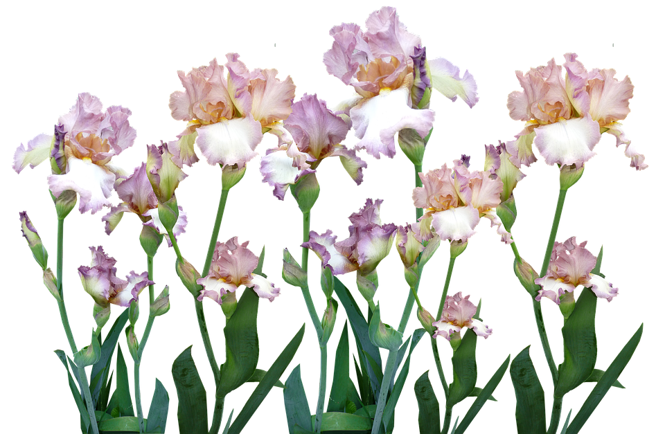 A Group Of Flowers With Green Leaves