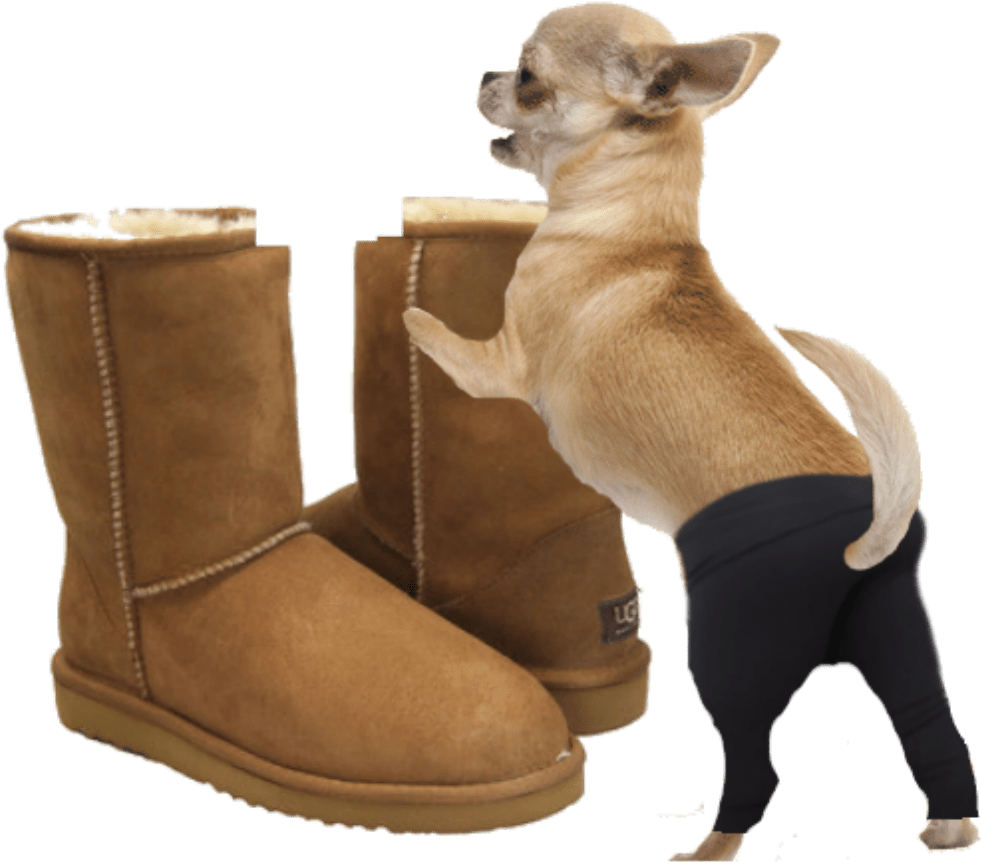 A Dog Standing On A Pair Of Boots
