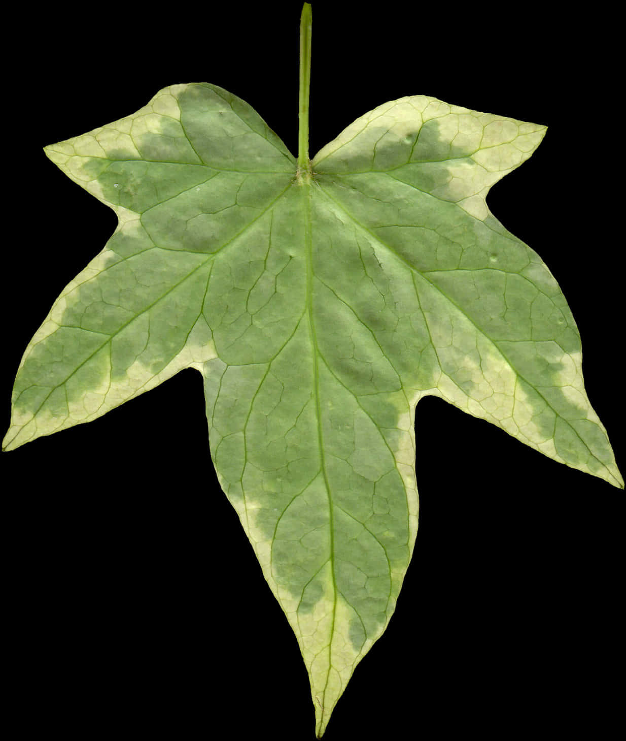 A Green Leaf With White Spots