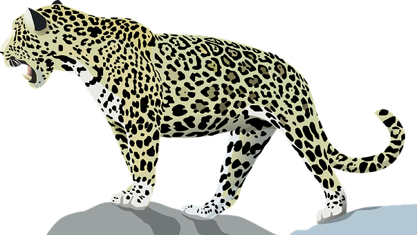A Leopard Walking On A Rock