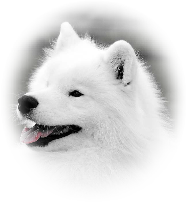 A White Dog With Its Tongue Out