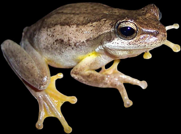 A Close Up Of A Frog