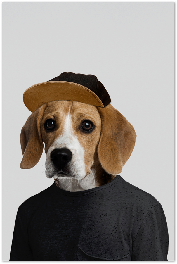 A Dog Wearing A Hat