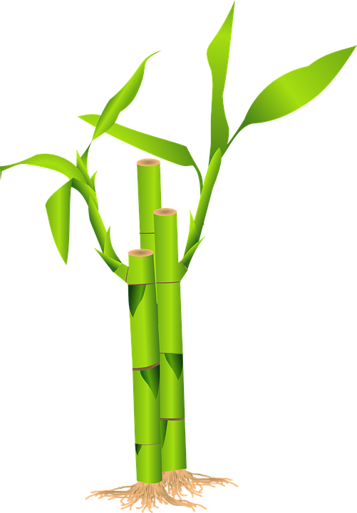 A Green Bamboo With Leaves