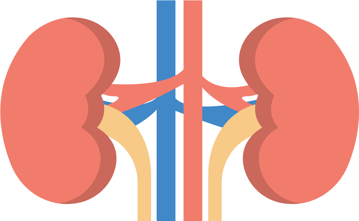 A Diagram Of A Human Kidney