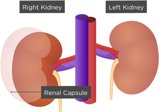 Kidney Png 541 X 384