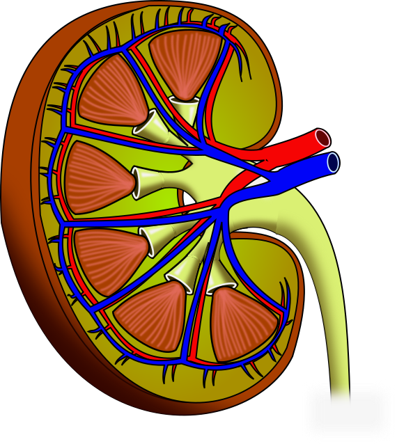 Kidney Png 570 X 638