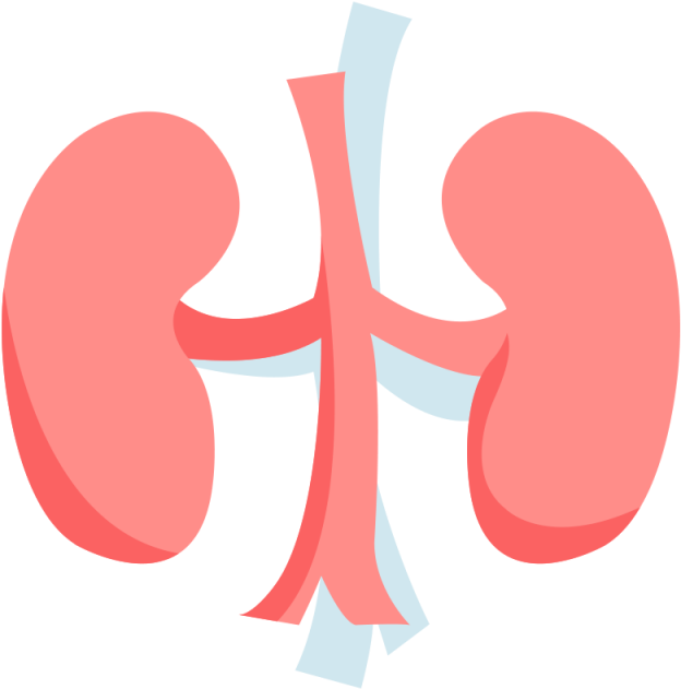 A Cartoon Of A Human Kidney