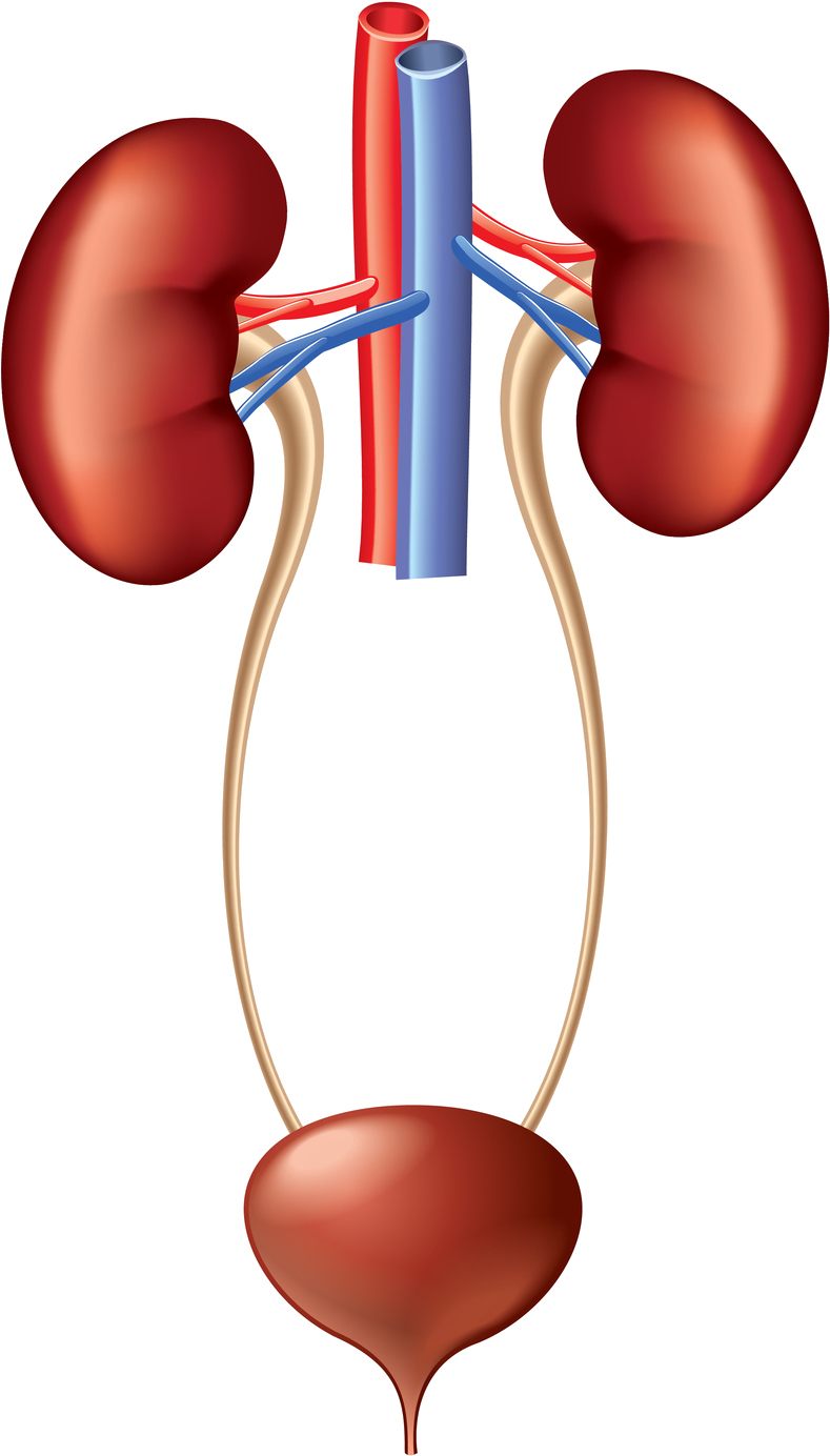 A Diagram Of A Human Kidney