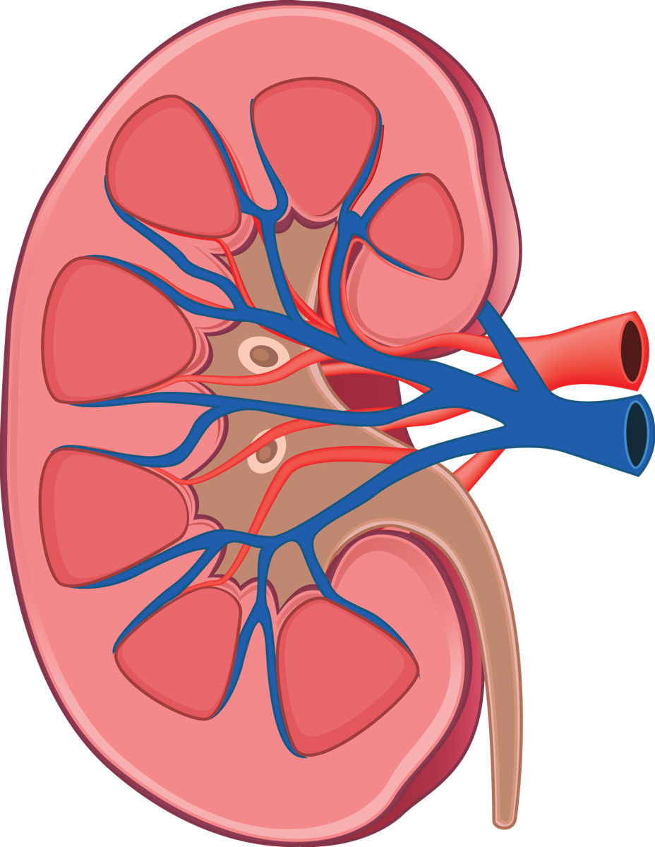 A Diagram Of A Kidney