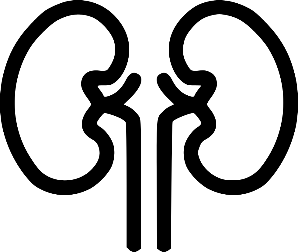 A Black Outline Of A Human Kidney