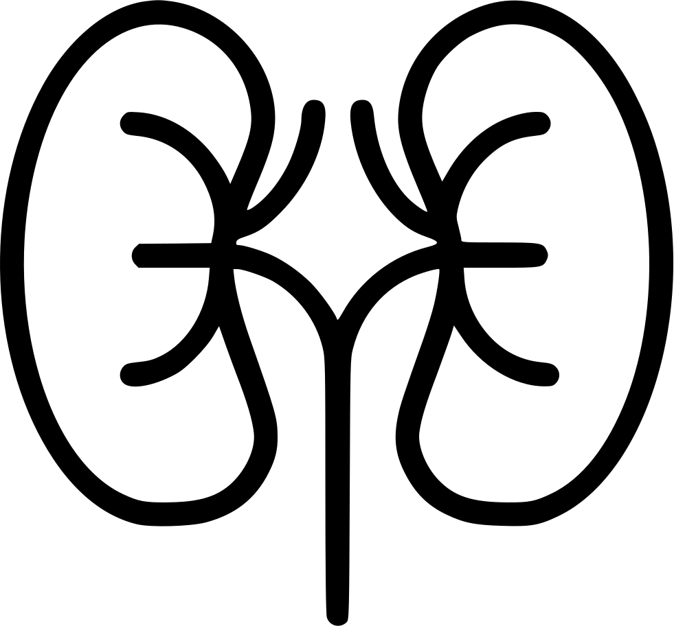 A Black Outline Of A Kidney