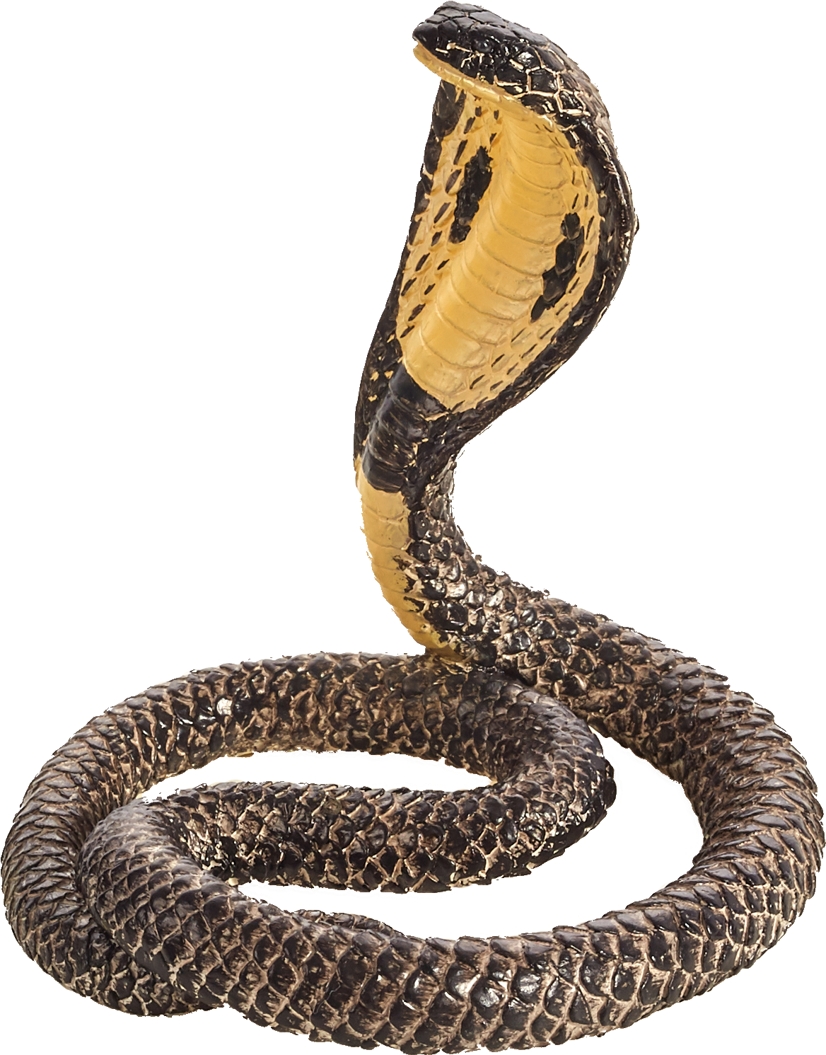 A Snake With A Black Background