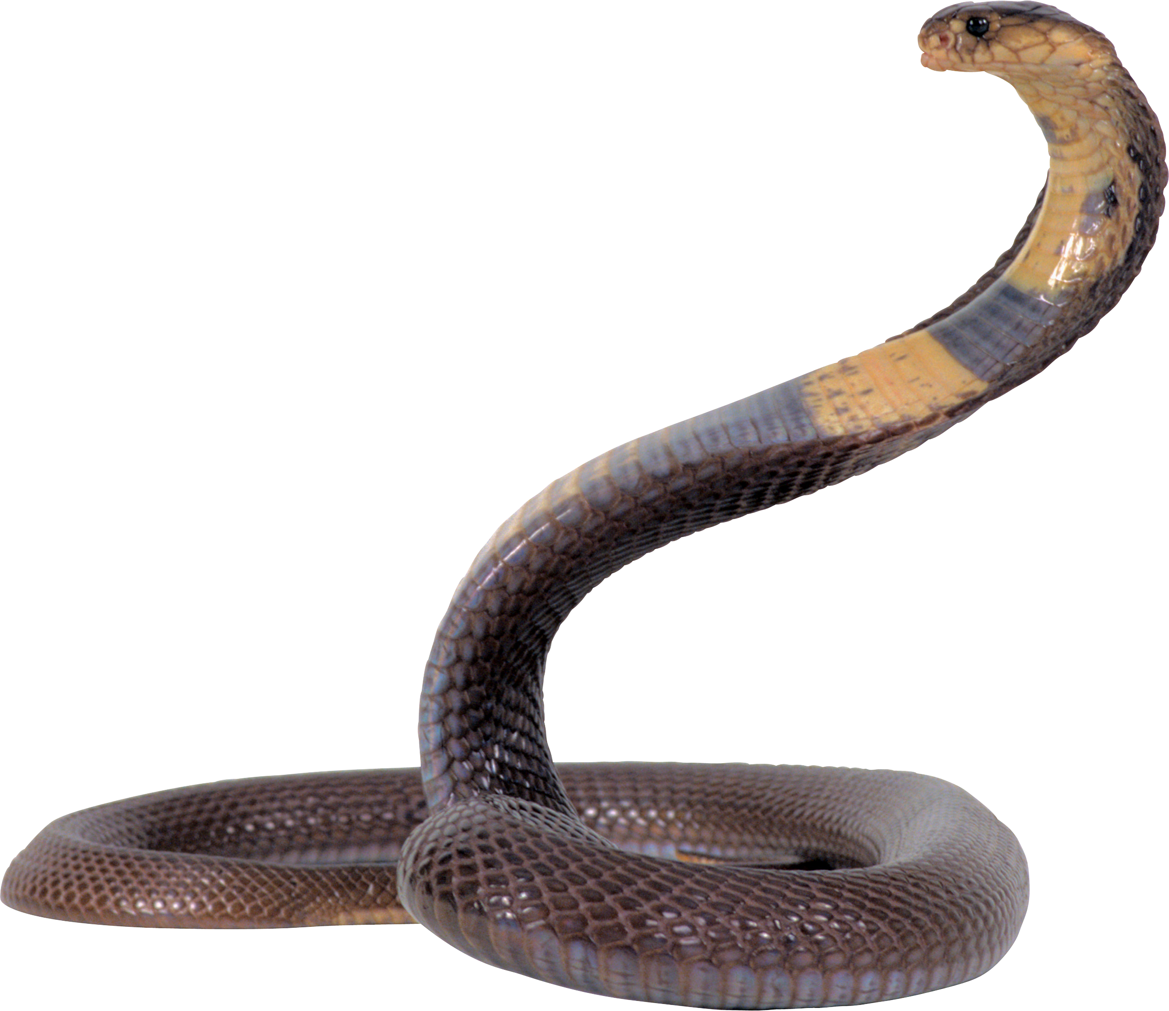 A Snake With A Black Background