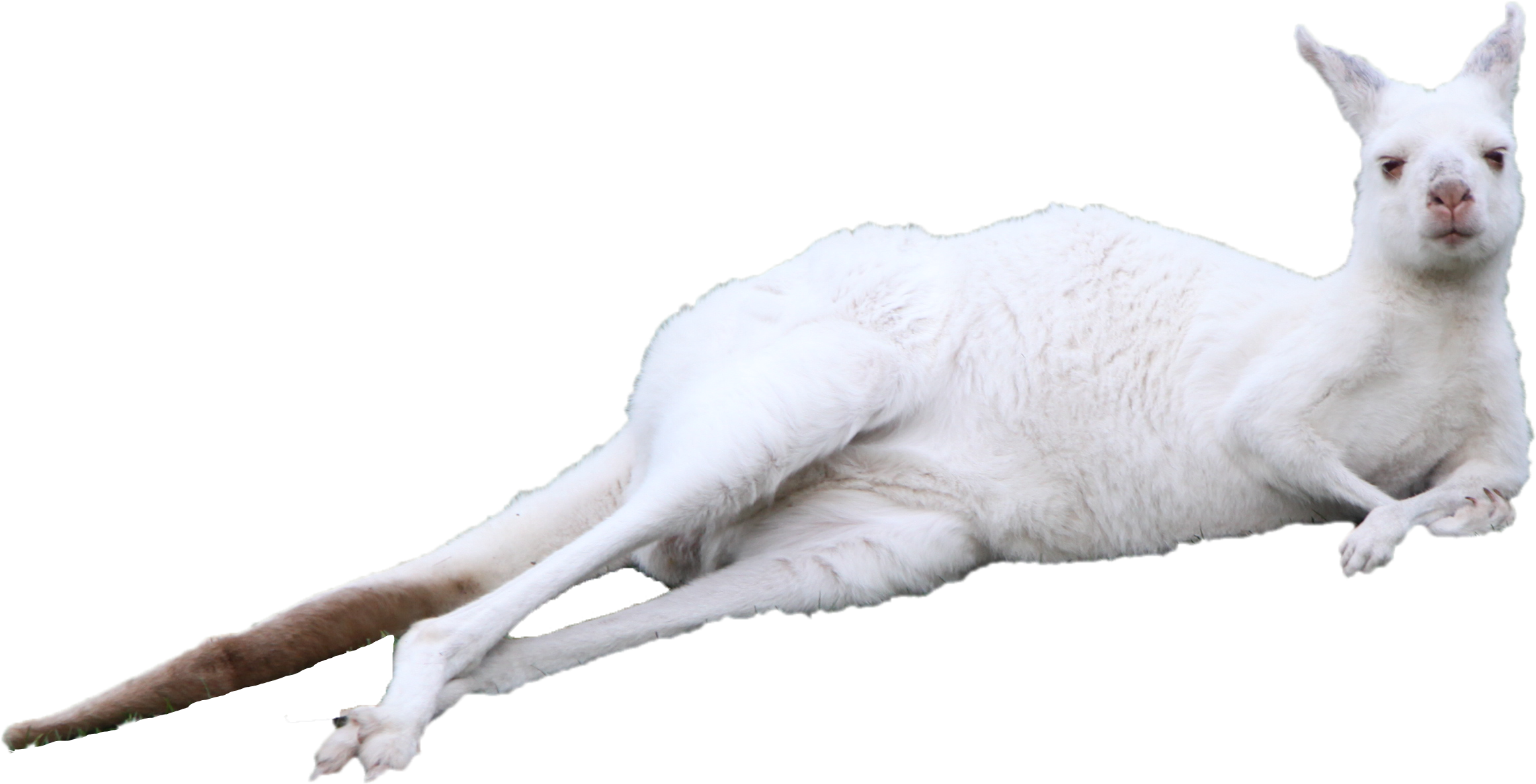 A White Dog Lying On The Ground