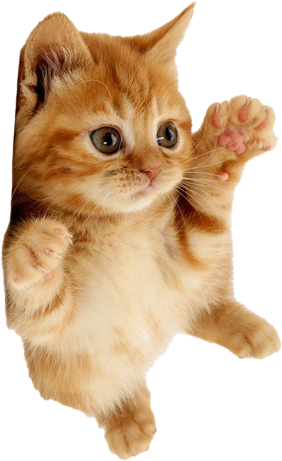 A Cat With Its Paws Up
