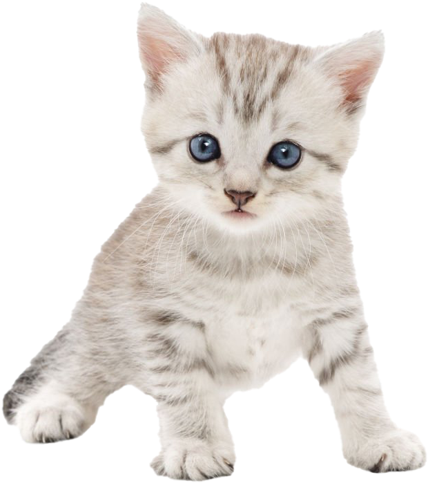 A White Kitten With Blue Eyes