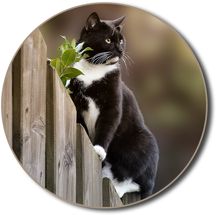 A Cat Sitting On A Fence
